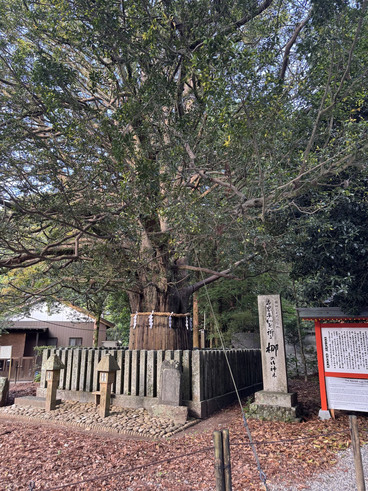 御神木の梛（ナギ）の大樹
